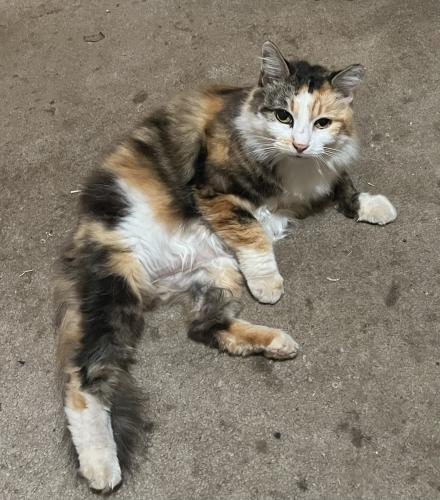 Lost Female Cat last seen Kittery Ave & San Tomas, Citrus Heights, CA 95621
