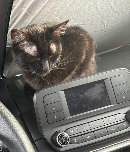 Lost Female Cat last seen First ave n and adventure land dr, Altoona, IA 50009