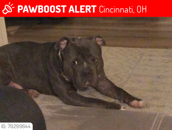 Lost Male Dog last seen Reading ed, and Forest Ave, Cincinnati, OH 45237