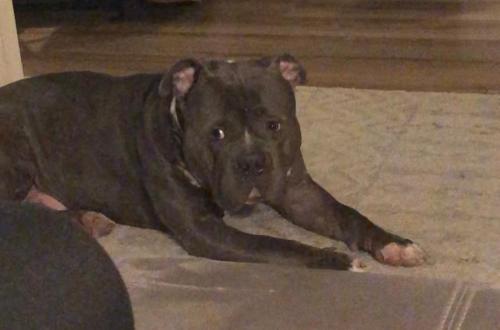 Lost Male Dog last seen Reading ed, and Forest Ave, Cincinnati, OH 45237