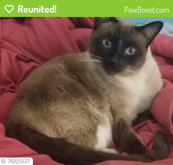 Reunited Male Cat last seen Lincoln st Cherry valley, ca, Cherry Valley, CA 92223
