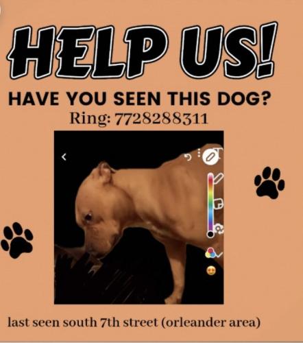 Lost Male Dog last seen Oleander area , Fort Pierce, FL 34982