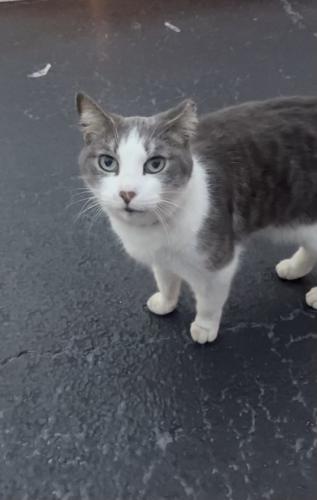 Lost Female Cat last seen Whisper Lakes area of Hunters Creek, Orlando, FL 32837
