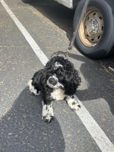 Lost Female Dog last seen Meadows at cascade  park apmts , Vancouver, WA 98683