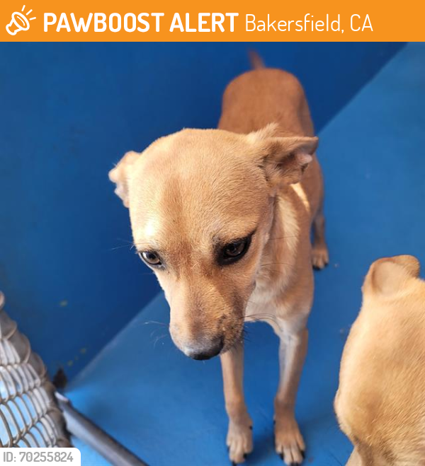 Shelter Stray Male Dog last seen COLUMBUS/UNIVERSITY, BAKERSFIELD, Bakersfield, CA 93307