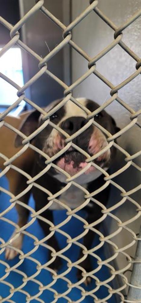 Shelter Stray Male Dog last seen ROSEDALE/GOSFORD, BAKERSFIELD, CA, Bakersfield, CA 93307