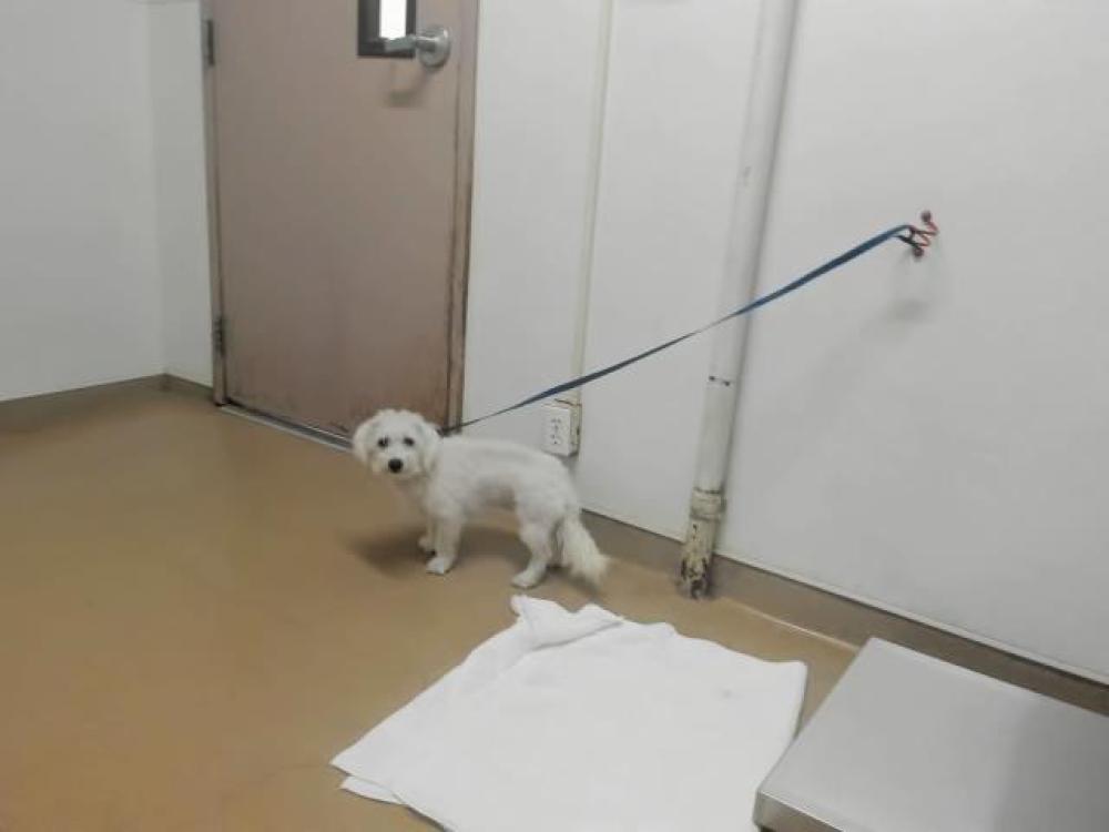 Shelter Stray Female Dog last seen MEEK, Hayward, CA 94544