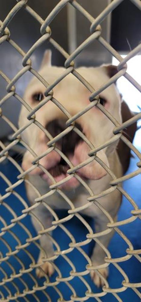 Shelter Stray Female Dog last seen ROSEDALE/GOSFORD, BAKERSFIELD, CA, Bakersfield, CA 93307
