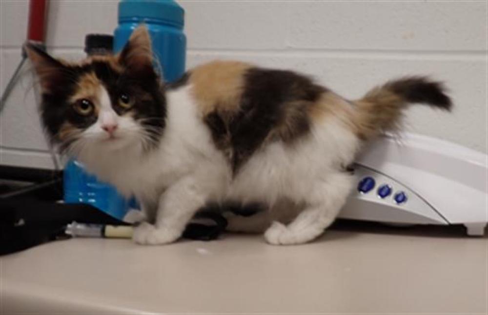 Shelter Stray Female Cat last seen WENTZVILLE, St. Peters, MO 63376