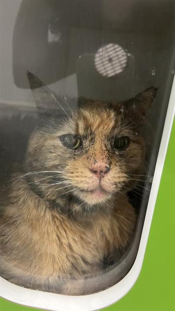 Shelter Stray Female Cat last seen Near , Indianapolis, IN 46221