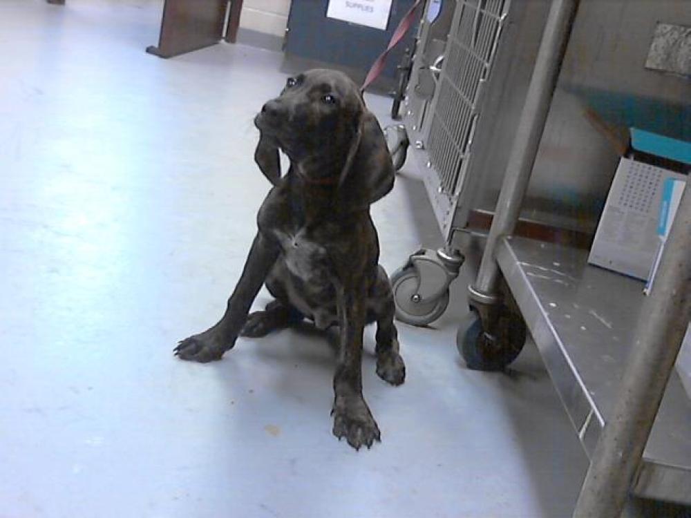 Shelter Stray Male Dog last seen Near BLOCK WILMINGTON HWY, FAYETTEVILLE NC 28306, Fayetteville, NC 28306