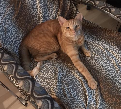 Lost Male Cat last seen Havelock Street and Hatcher Circle, Orlando, FL 32824