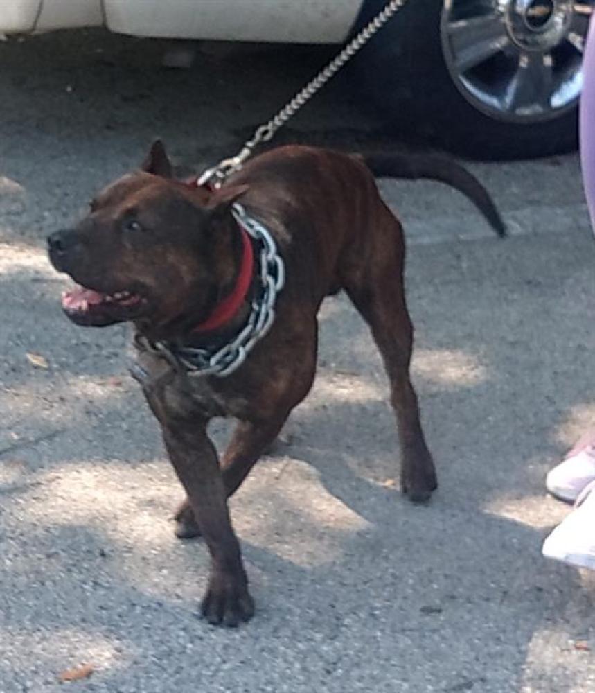 Shelter Stray Male Dog last seen Near BLOCK N FLAMINGO RD, PEMBROKE PINES FL 33028, Davie, FL 33312