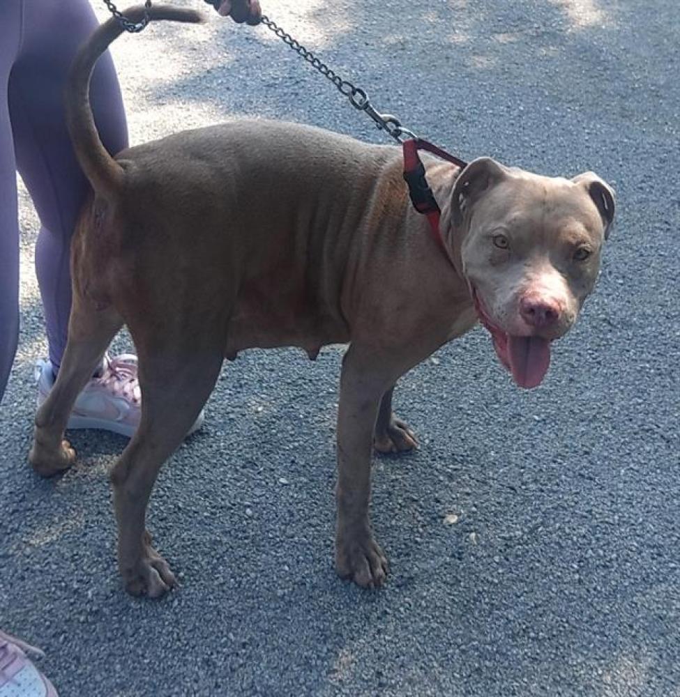 Shelter Stray Female Dog last seen Near BLOCK N FLAMINGO RD, PEMBROKE PINES FL 33028, Davie, FL 33312
