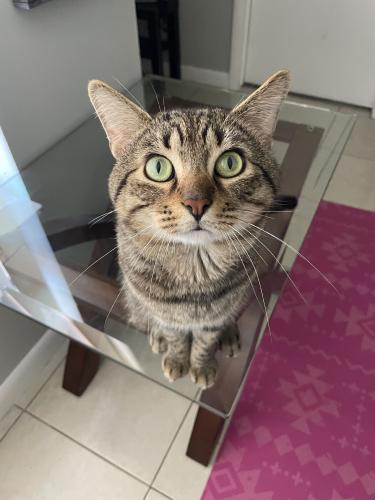 Lost Male Cat last seen NW 39th ct, Coral Springs, FL 33065