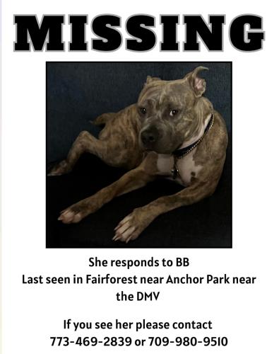Lost Female Dog last seen Ashville highway, Spartanburg, SC 29303