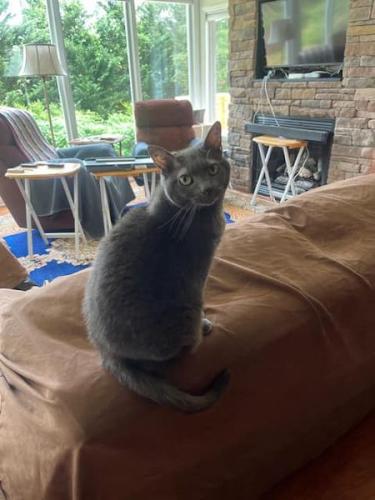 Lost Female Cat last seen Parkway Forest Neighborhood, Asheville, NC 28805