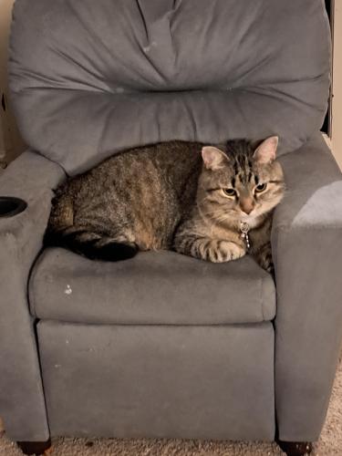 Lost Female Cat last seen Broad and Union  Street , Lancaster, OH 43130