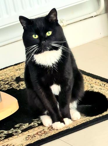 Lost Male Cat last seen Dormers wells leisure centre , Greater London, England UB1 3DL