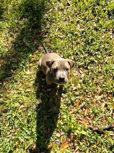 Lost Male Dog last seen Hammond Blvd, Jacksonville, FL 32220