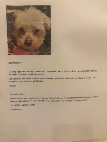 Lost Male Dog last seen Near Ave & 84th Ter, Miami-Dade County, FL 33146