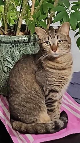 Lost Female Cat last seen Valarie and Klepinger , Dayton, OH 45405