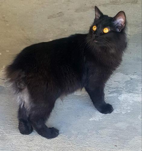 Lost Female Cat last seen Lake Road is the southern end of Hwy 434 in Lacombe, LA, Lacombe, LA 70445
