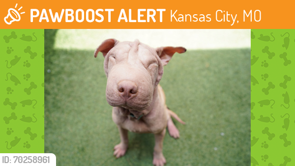 Shelter Stray Female Dog last seen Near Harrison, 64106, MO, Kansas City, MO 64132
