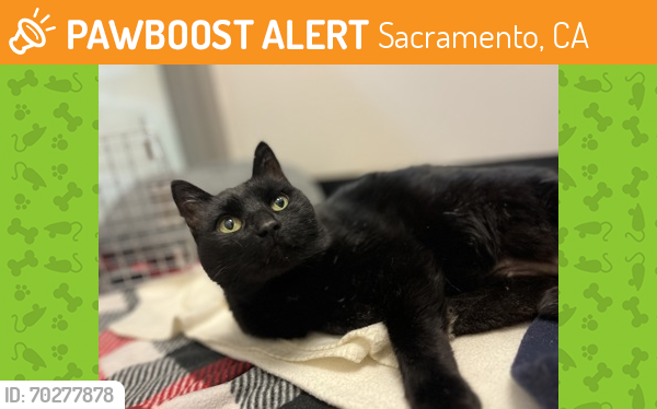 Shelter Stray Female Cat last seen Rancho Cordova, CA 95670, Sacramento, CA 95828