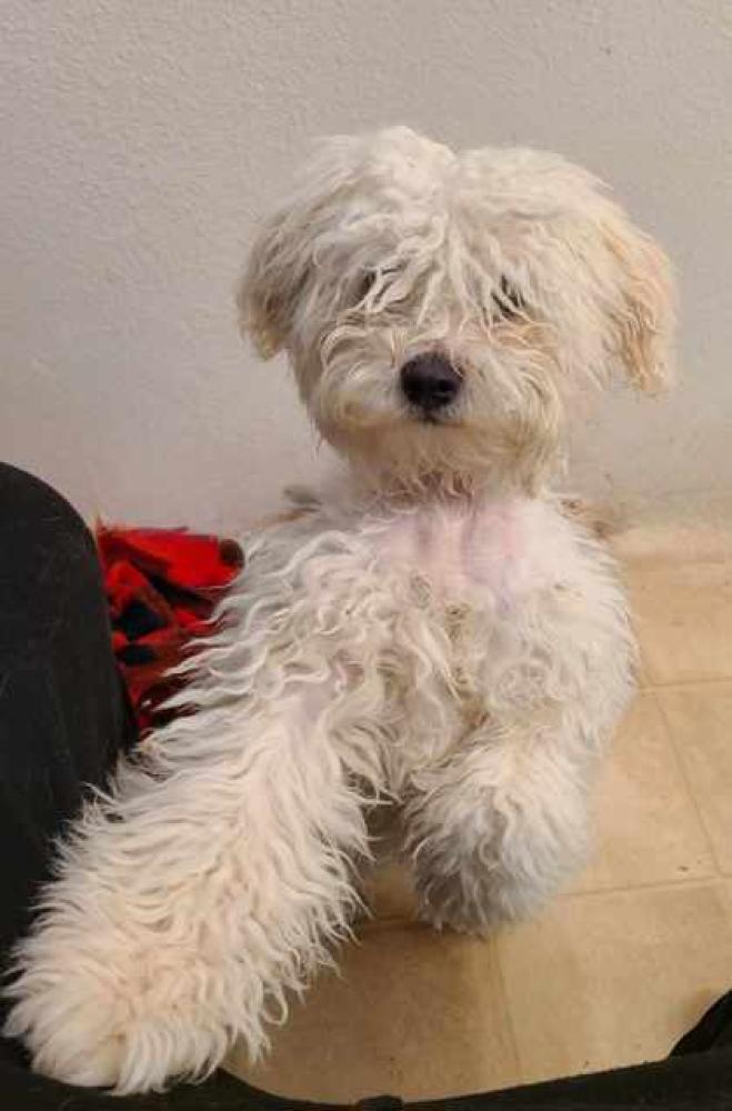 Shelter Stray Female Dog last seen Fowler Avenue & North Avenue, Selma Zone Fresno CO 3 93662, CA, Fresno, CA 93706