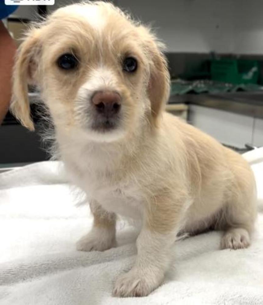 Shelter Stray Male Dog last seen Delano, CA , Bakersfield, CA 93308