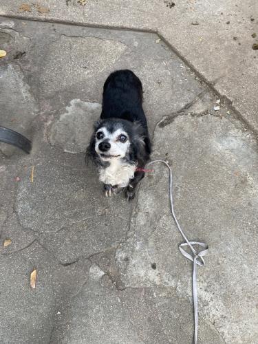 Lost Female Dog last seen Mcgirk Ave, El Monte, CA 91732