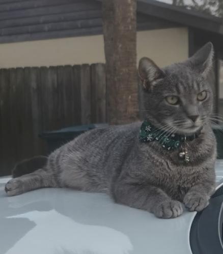 Lost Male Cat last seen Sandia And crosstown , Port St. Lucie, FL 34983