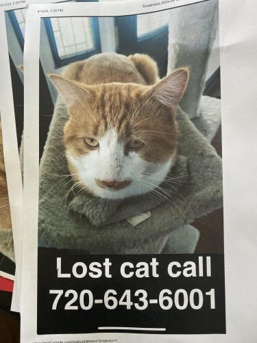 Lost Male Cat last seen Thomson and Clyde, Vinita, OK 74301