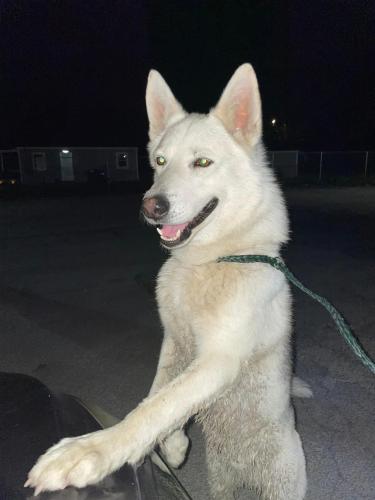 Found/Stray Male Dog last seen E Hudson and Audubon Rd, Columbus, OH 43211