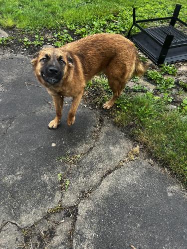 Found/Stray Unknown Dog last seen S Burroughs , Columbus, OH 43204