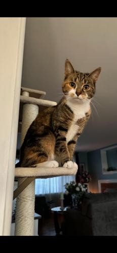 Lost Female Cat last seen Near Richardson Rd, West Manchester Township, PA 17408