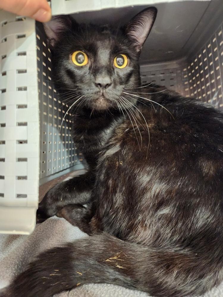 Shelter Stray Male Cat last seen Left at the door at SCRAPS in a carrier, Unknown, WA, 99999, Spokane, WA 99212