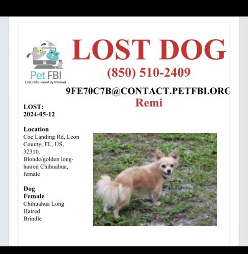 Lost Female Dog last seen Coe Landing Rd, Tallahassee, FL 32310