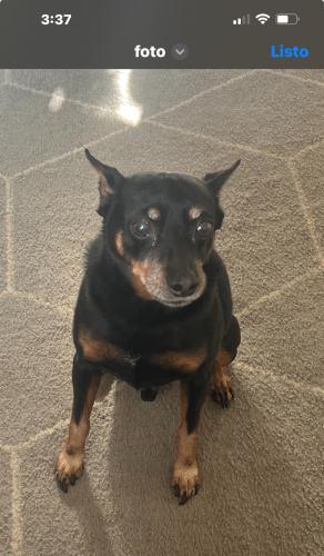 Lost Male Dog last seen Near dst Hayward California , Hayward, CA 94541
