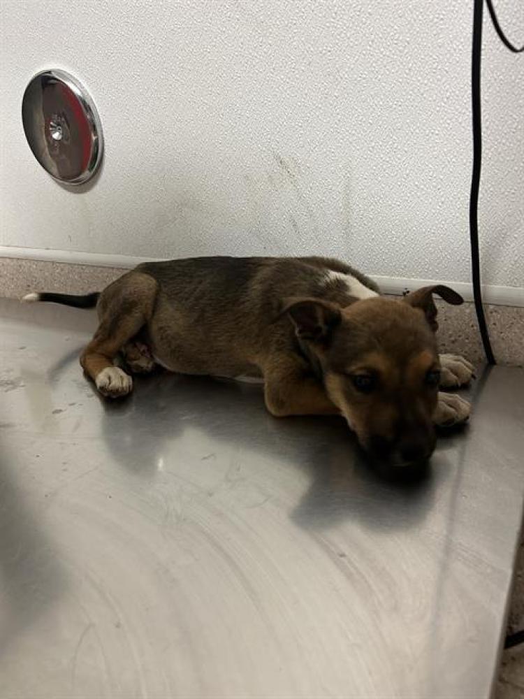 Shelter Stray Male Dog last seen Near BLOCK BUENA VISTA BLVD, BAKERSFIELD CA 93307, Bakersfield, CA 93308