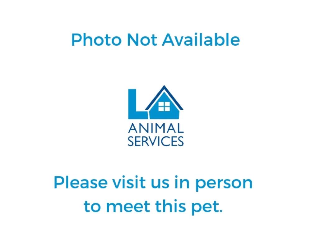 Shelter Stray Male Dog last seen , Los Angeles, CA 90031