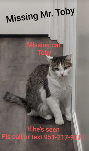 Lost Male Cat last seen Barton/hunts lane, San Bernardino, CA 92408