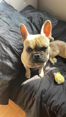 Lost Female Dog last seen Muller st between Garfield and eastern , Bell Gardens, CA 90201