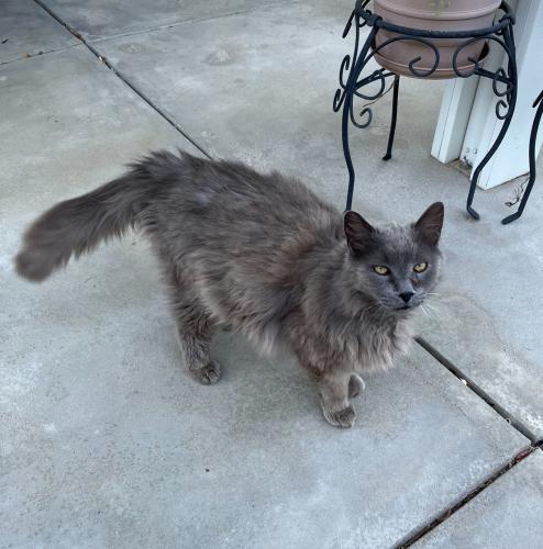 Lost Male Cat last seen Avenue L and 20th street west, Lancaster, CA 93536
