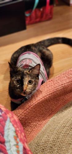 Lost Female Cat last seen Hosttester , San Jose, CA 95132