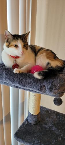 Lost Female Cat last seen Knobstone Way and Salamonie Dr., Indianapolis, IN 46203