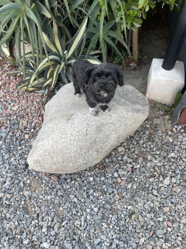 Lost Female Dog last seen Wilton , Los Angeles, CA 90062