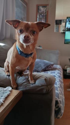 Lost Male Dog last seen nighting gale and 204th, Oak Grove, MN 55011