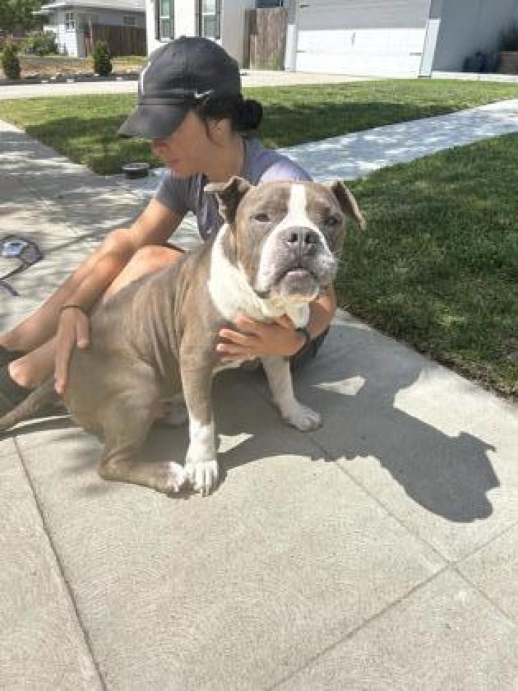 Shelter Stray Male Dog last seen Farris & Floradora, Fresno Zone Fresno City C 93728, CA, Fresno, CA 93706